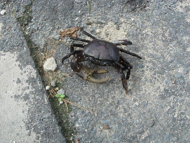 mars 0415.JPG - En äkta landkrabba, kom krypande på trottoaren i Phuket